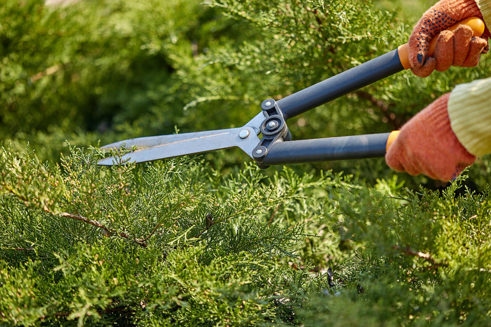 Débroussaillage et Défrichage aux Herbiers